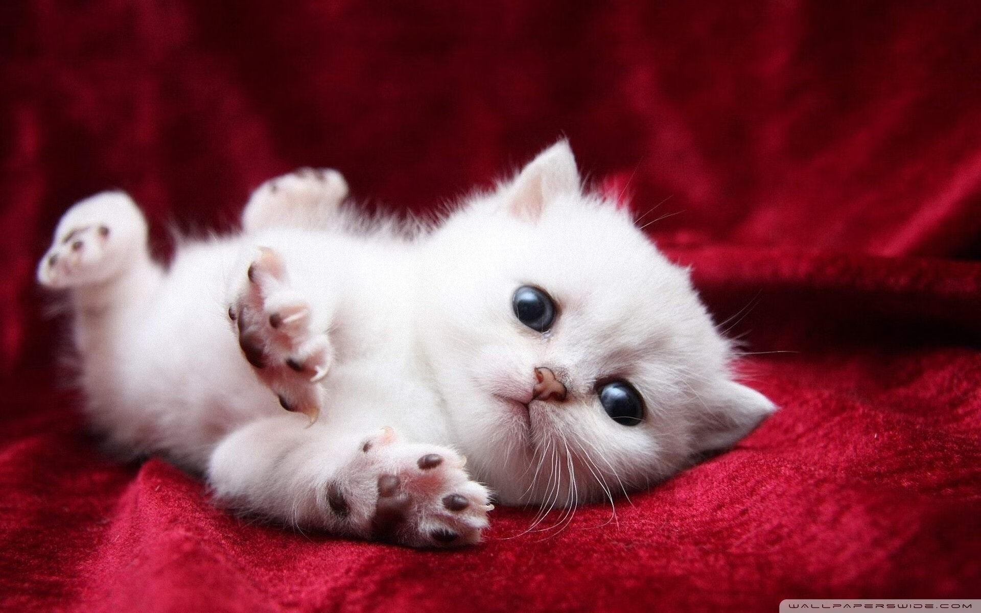 体能分配策略科学性评估，体能评估和分析怎么写